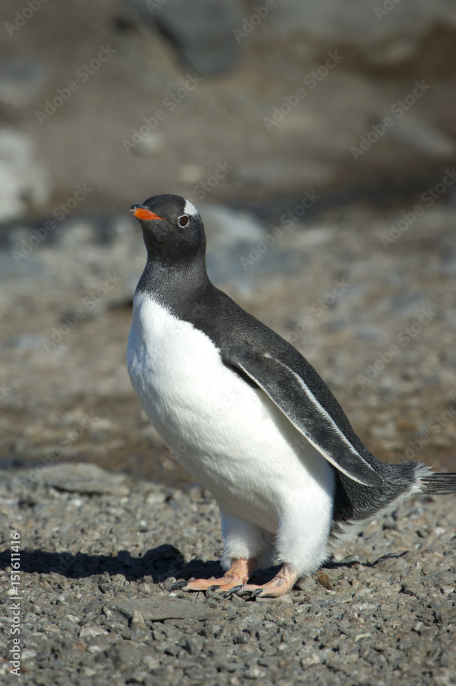 Naklejka premium Pingüinos Papúa en la Peninsula Antartica.