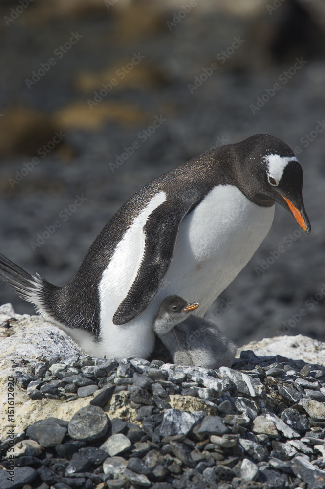 Naklejka premium Pingüinos Papúa en la Peninsula Antartica.