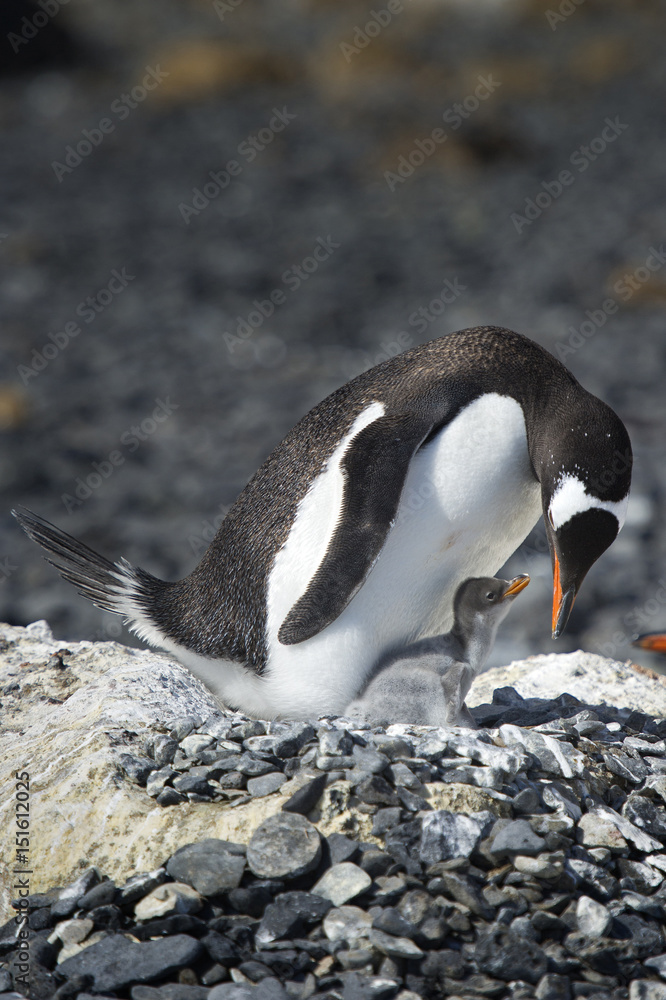 Naklejka premium Pingüinos Papúa en la Peninsula Antartica.