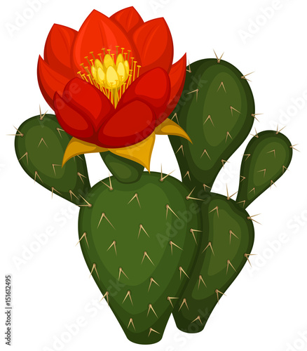 Vector illustration of a cactus in bloom with a large red flower.