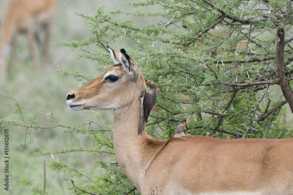 Impala (Aepyceros melampus) with Red-billed Oxpecker's in Northern Tanzania Impala (Aepyceros melampus) with Red-billed Oxpecker's in Northern Tanzania