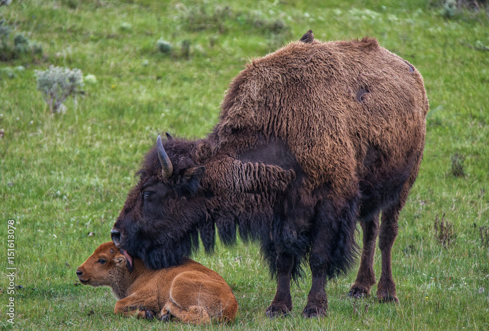 Fototapeta premium Mother Bison cares for baby