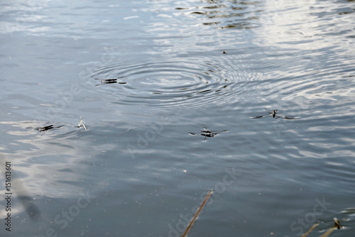 Water strider skating across surface of water