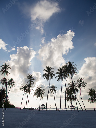 Palms under the Clouds, Maldives © Vollverglasung