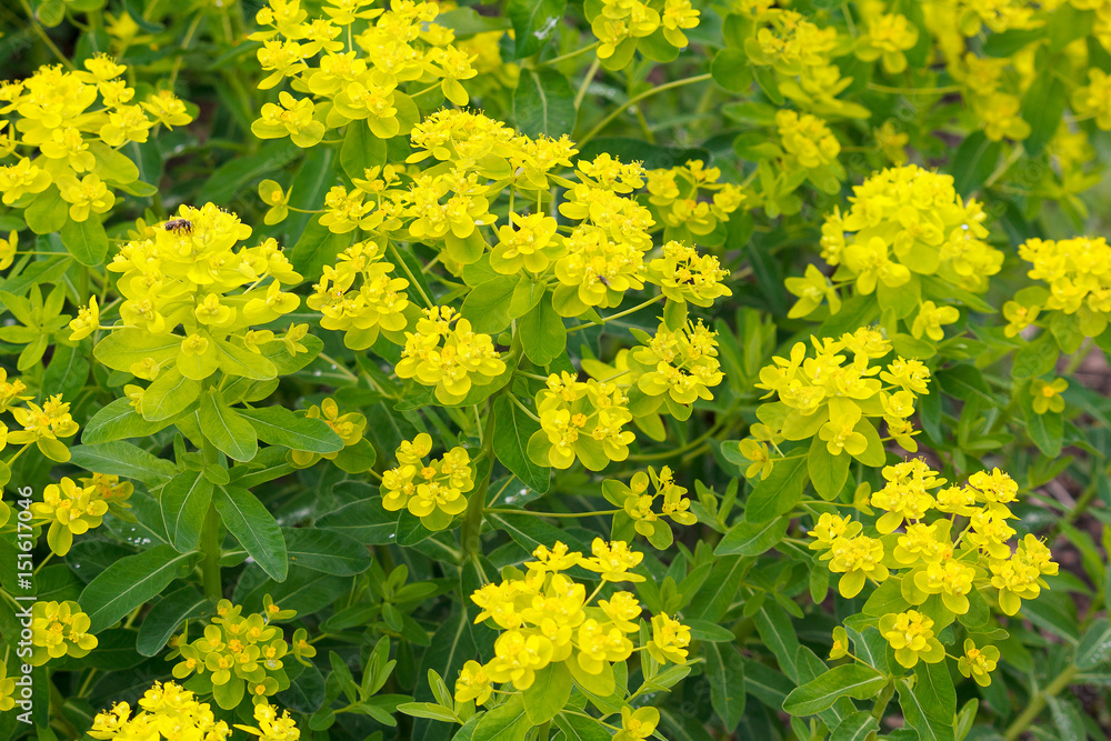 Obraz premium Yellow flowers of the bush in the garden. Nature