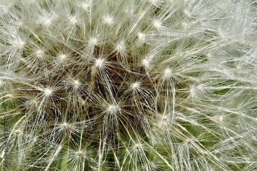 Dandelion seed head closeup