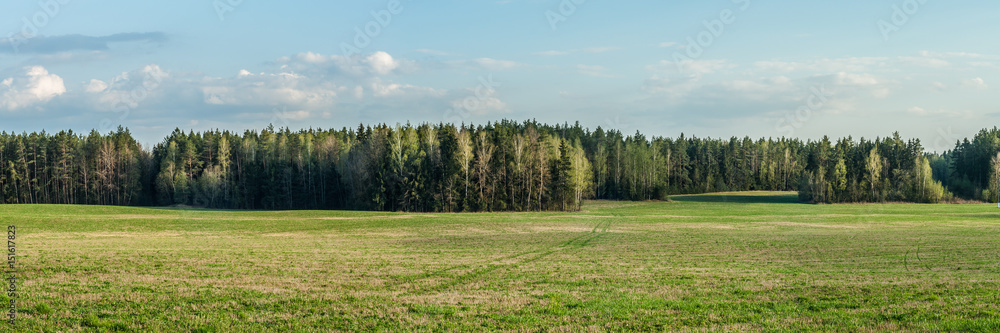 Spring landscape. Beautiful panoramic view across the field to the coniferous forest Spring landscape. Beautiful panoramic view across the field to the coniferous forest