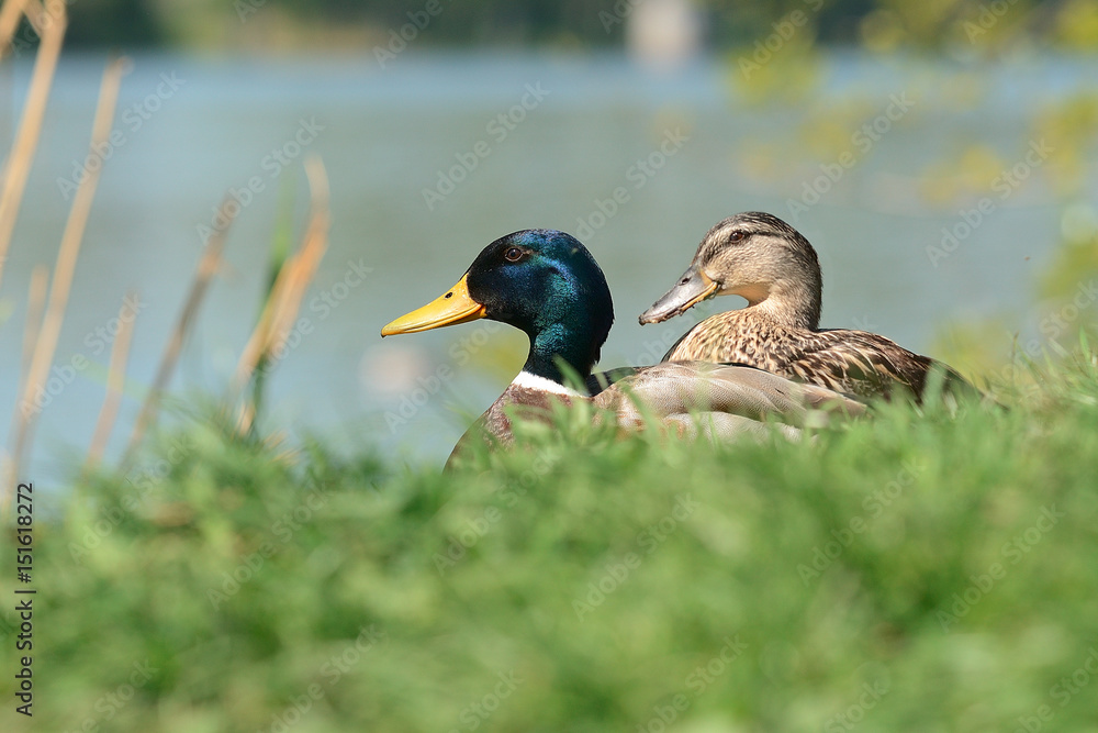 Obraz premium (Anas platyrhynchos)