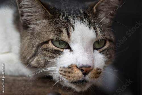 Close-up brown tabby & white cat face