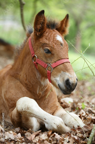 Fototapeta Naklejka Na Ścianę i Meble -  Schlafendes Fohlen