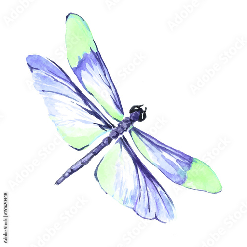 Watercolor color dragonfly drawing