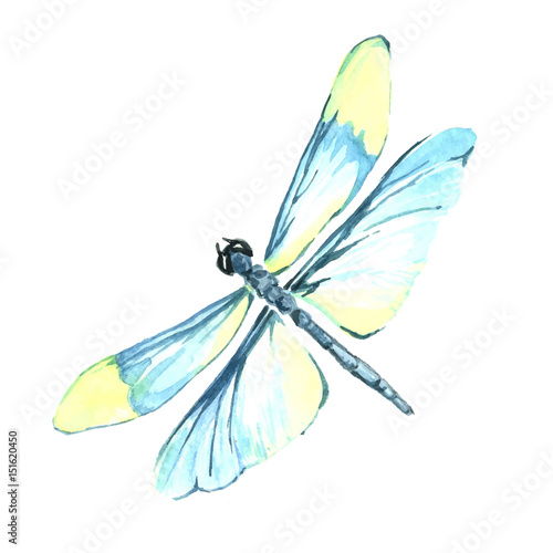 Watercolor color dragonfly drawing