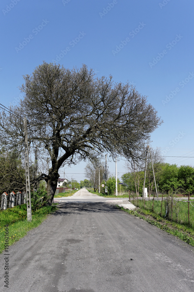 duże drzewo przy polnej drodze