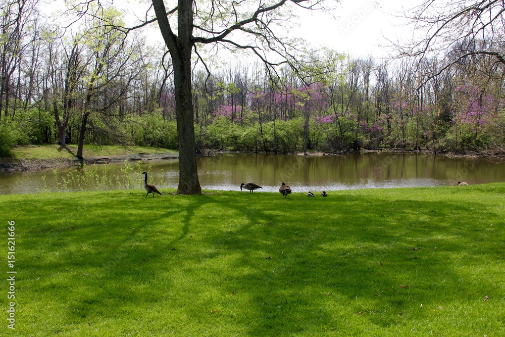 Obraz premium The geese on the grass by the lake in the park.