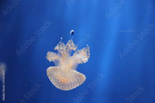 Jellyfish in blue water in the sun