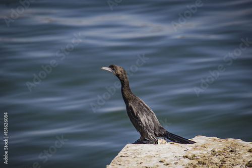 Bird at lake side © Parinda