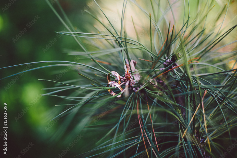 Fototapeta premium Wedding rings on a coniferous branch