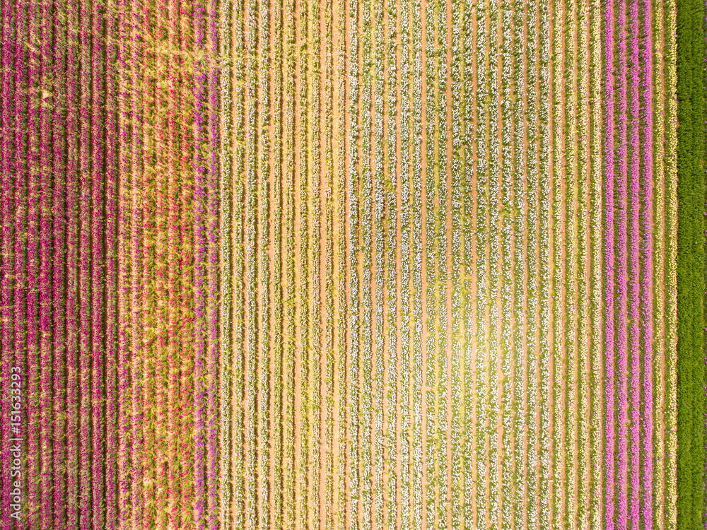 aerial of commercial flower fields aerial of commercial flower fields