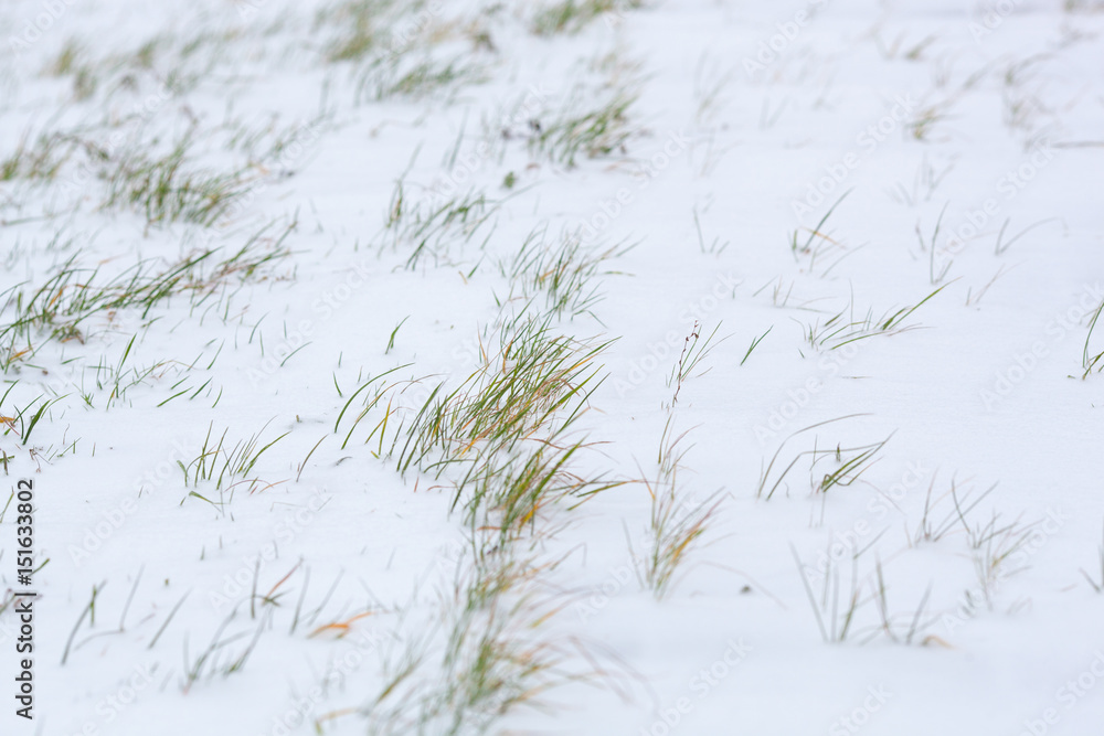 Obraz premium Grass under the snow. Green grass under the snow in winter frosty day
