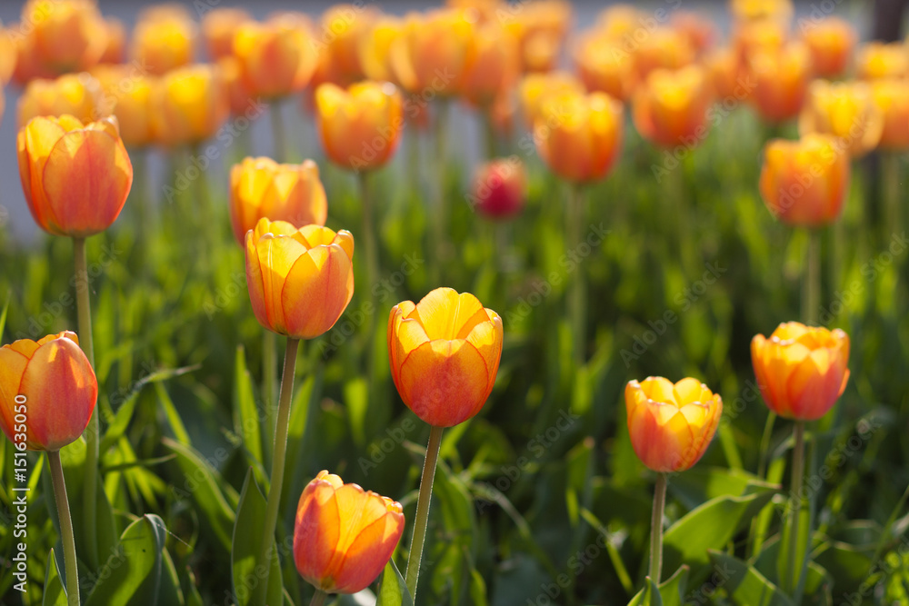 Beautiful orange tulips Beautiful orange tulips
