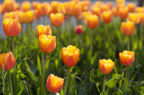 Beautiful orange tulips