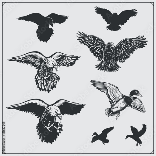 Obraz na plátne Set of birds. Ravens, eagles and ducks.