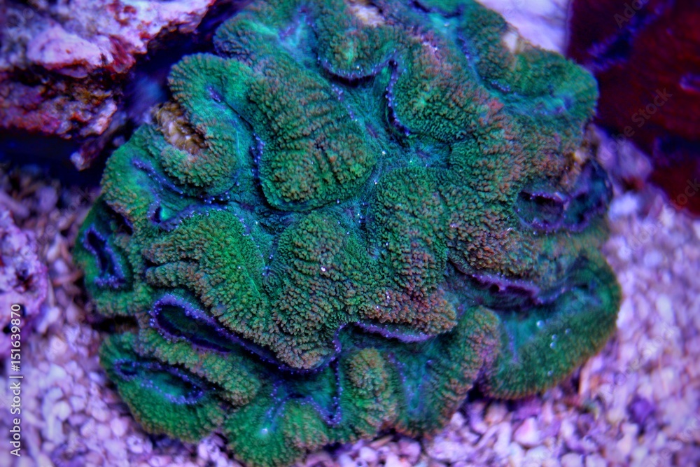 Obraz premium Lobophyllia LPS coral