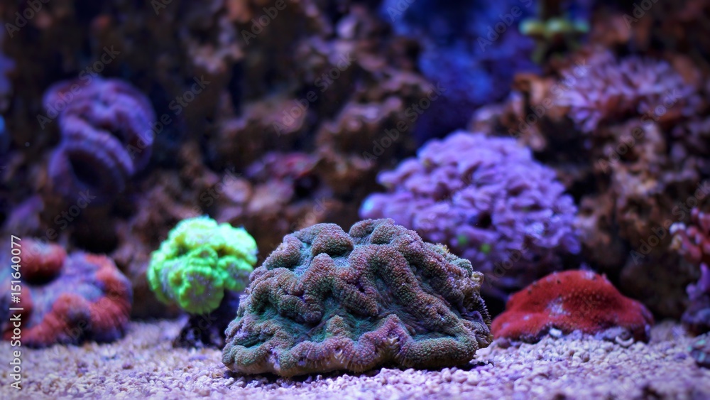 Obraz premium Lobophyllia LPS coral