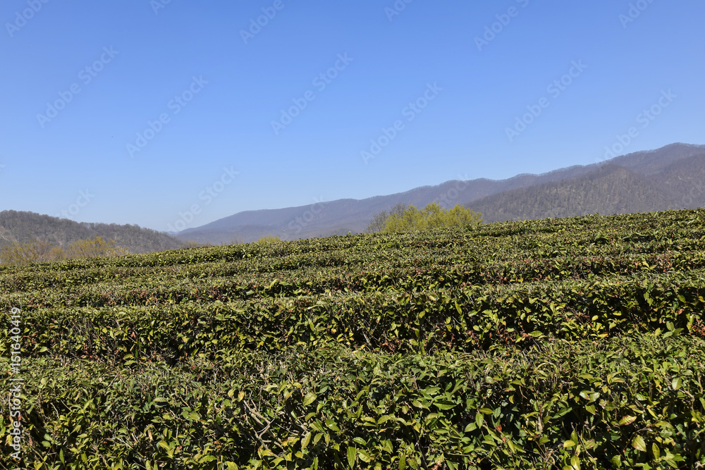 Green Tea Plantation