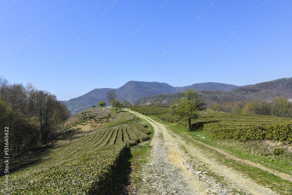 Fototapeta premium Green Tea Plantation