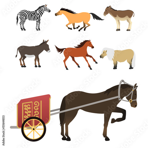 Horse pony stallion isolated different breeds color farm equestrian animal characters vector illustration.