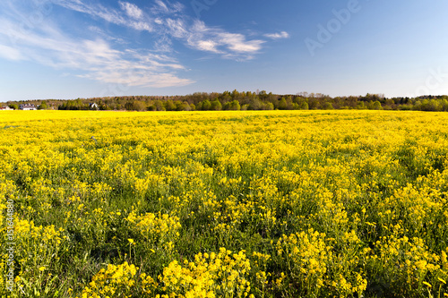 field of yellow flowers in the north of Russia © annatronova