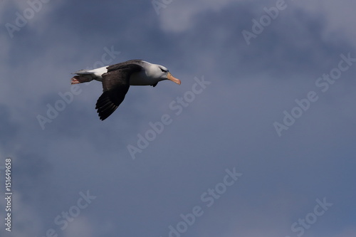 Black-browed Albatros ( Thalassarche melanophris ) or Mollymawk Helgoland Island Germany photo