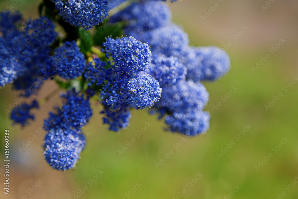 Beautiful lilac blue ceanothus plant in full bloom. Shallow depth of field with space for text. Beautiful lilac blue ceanothus plant in full bloom. Shallow depth of field with space for text.