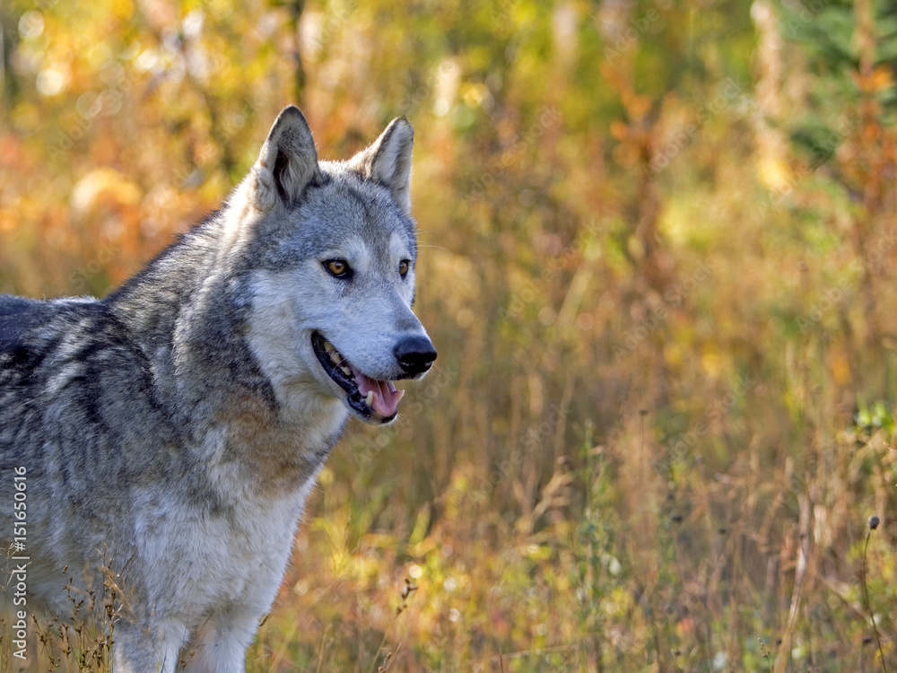 Naklejka premium Gray Wolf standing in meadow with grasses in autumn colors.