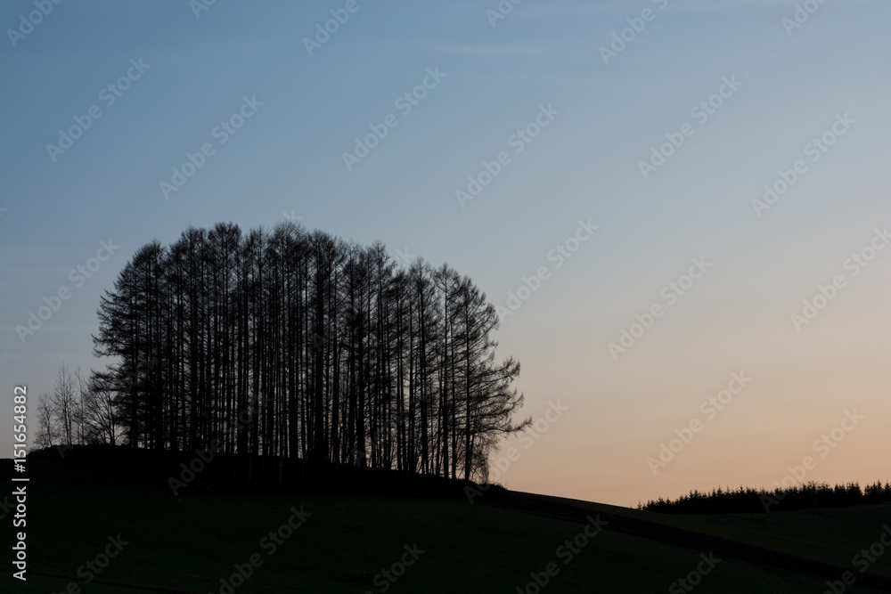 Fototapeta premium 夕暮れの空とカラマツ林