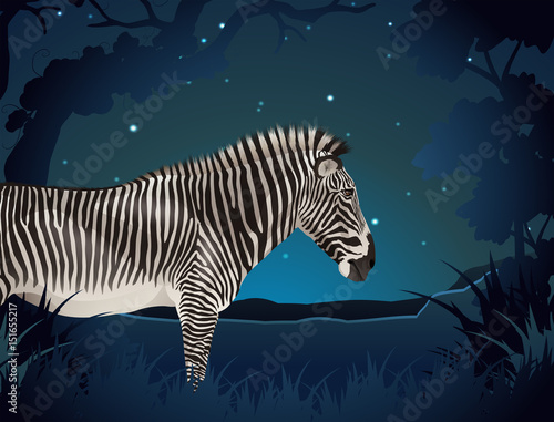 Zebra in the forest at night