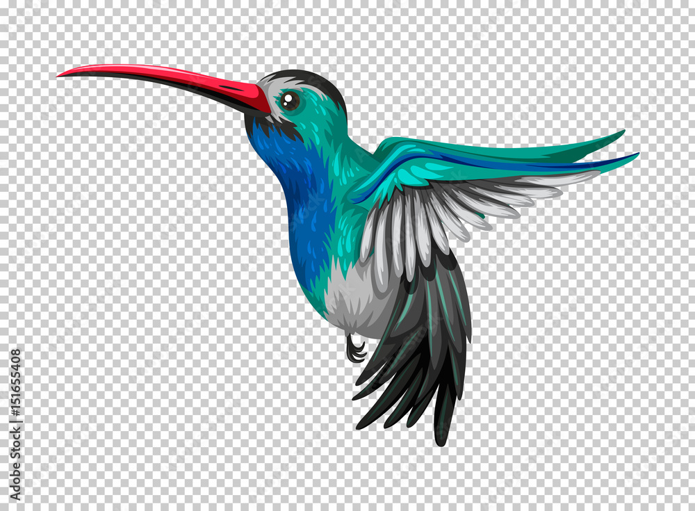 Obraz premium Hummingbird flying on transparent background