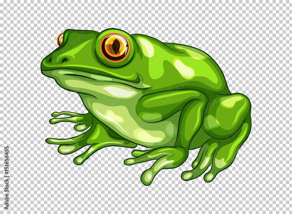 Obraz premium Green frog on transparent background