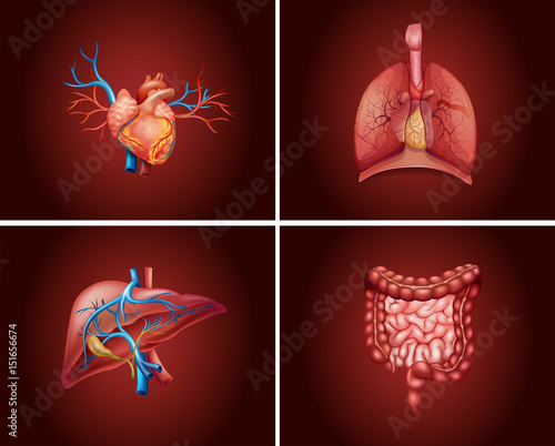 Four different parts of human organs