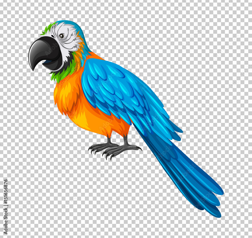 Colorful parrot on transparent background