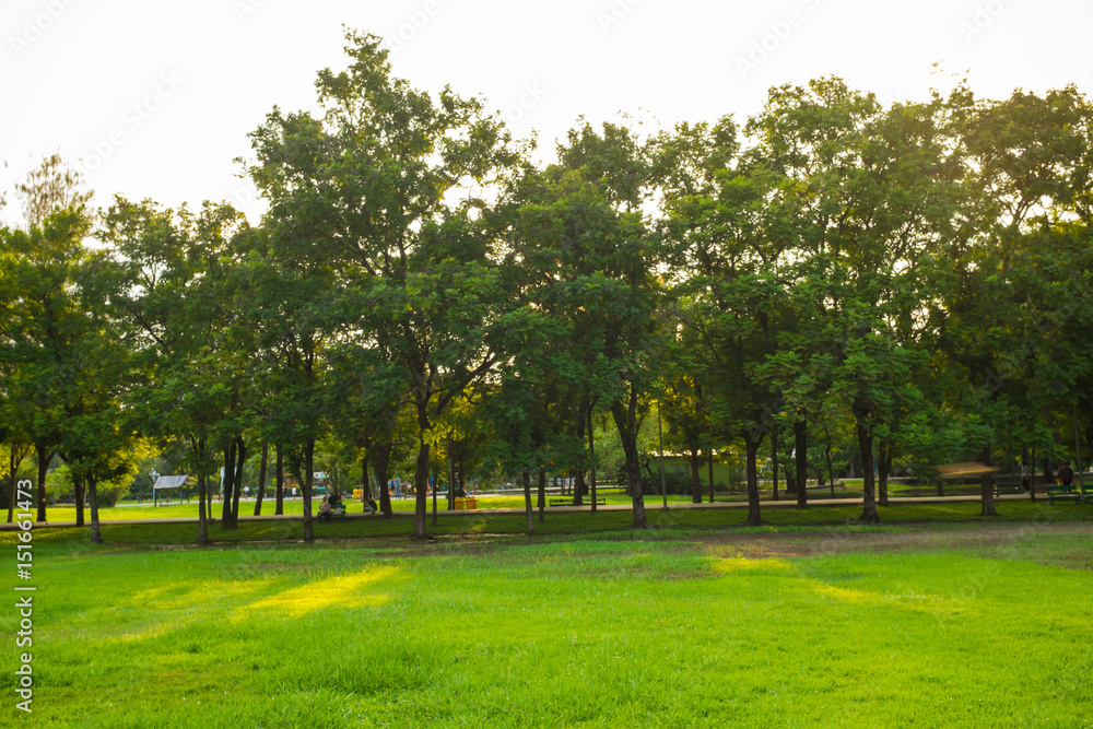 Landscape green meadow tree at nature public park
