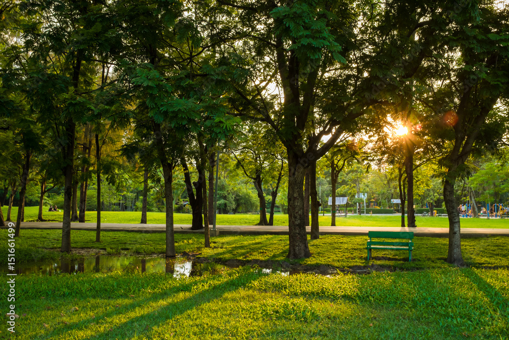 Obraz premium Landscape green meadow tree at nature public park
