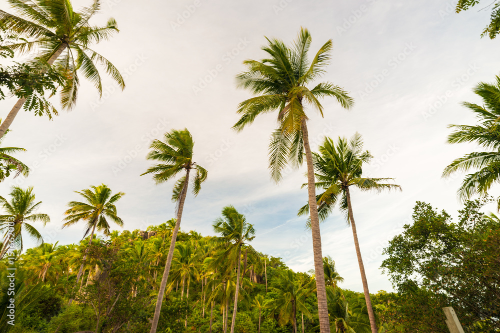 Coconut tree background sky cloud in island Coconut tree background sky cloud in island