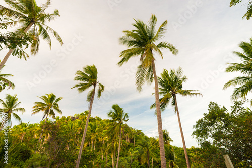 Coconut tree background sky cloud in island