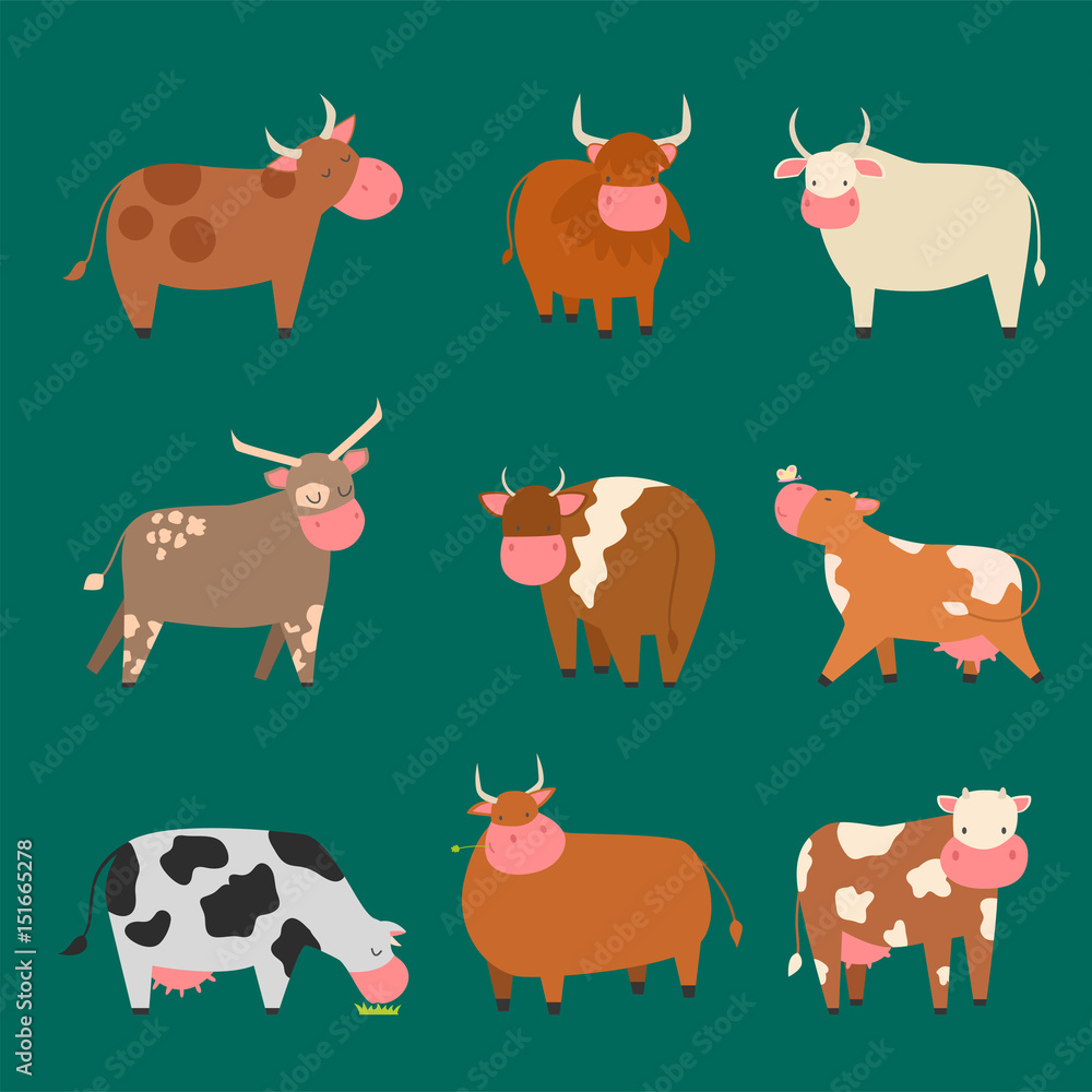 Fototapeta premium Bulls cows farm animal character vector illustration cattle mammal nature wild beef agriculture.