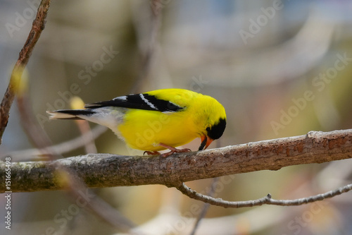 American goldfinch on tree branch eating a seed
