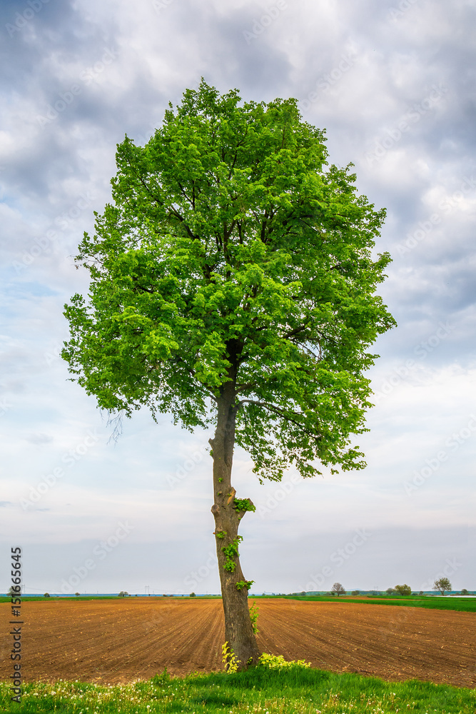 Naklejka premium Lonely tree on a field