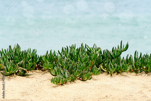 Fotografía Green Ivy on Beach