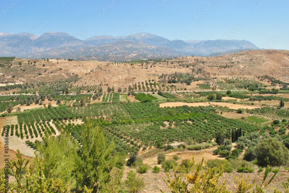 Agriculture and Olive Groves in Greece in Crete